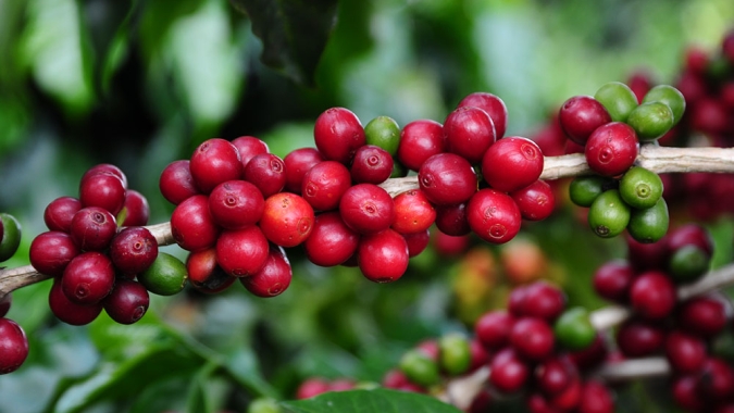 Preço do café arábica reverte grande parte das altas recordes e encerra 2ª feira (24) com queda de 1,14% em NY