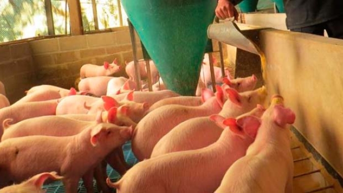Suinocultura independente: 2023 começa com preços em queda ou estáveis, com pressão baixista