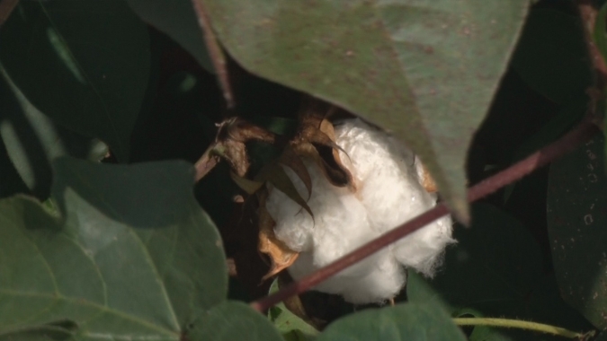 Conheça as pesquisas com algodão no médio norte mato-grossense bancadas pelos próprios produtores através do IMA