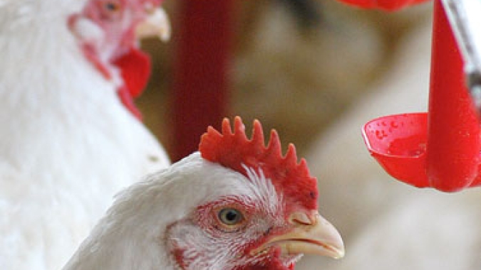 Mercado do frango encerra à 4ª feira com estabilidade no atacado paulista