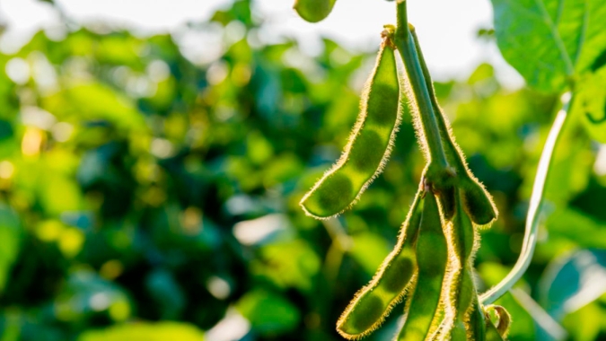 Instrumento de defesa sanitária vegetal, janela de plantio da soja sequeiro encerra nesta sexta-feira no Tocantins