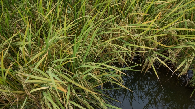 Custos de produção em alta preocupam arrozeiros para próxima safra