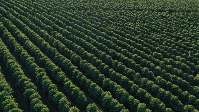 "Safra 24 de café no Cerrado Mineiro é uma fumaça grande e densa, ninguém consegue enxergar", afirma liderança