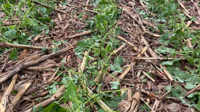 Temporal com granizo afeta metade do Paraná e acende alerta para a safra de soja