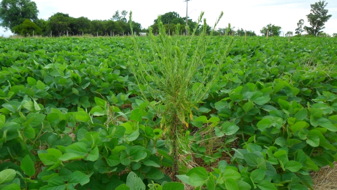 Controle de plantas daninhas é um dos principais desafios dos agricultores brasileiros