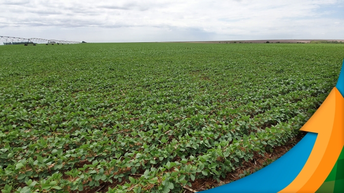 Ijuí/RS já perdeu metade da soja e prejuízos podem se agravar ainda mais