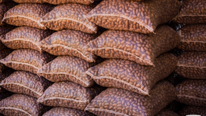 IBPecan recebe estudo com potenciais compradores externos da noz-pecã brasileira