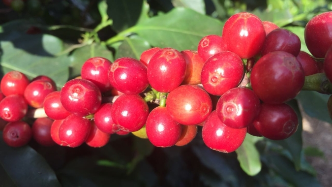 Secretário de Agricultura e Abastecimento de São Paulo participa do 9º Coffee Dinner & Summit