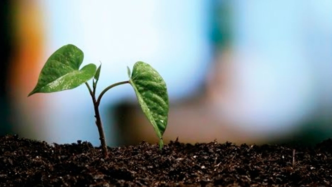 Redução de minhocas compromete a fertilidade em áreas sob plantio direto