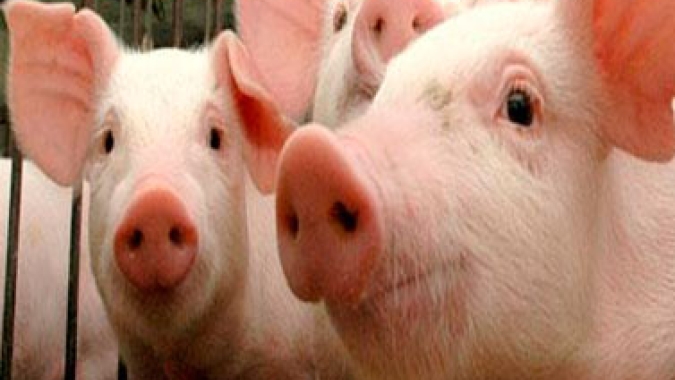 Mercado dos suínos apresenta estabilidade nas cotações nesta 5ª feira