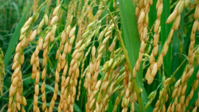 Arroz: preço médio de jun/20 é o maior da série do Cepea, em termos nominais