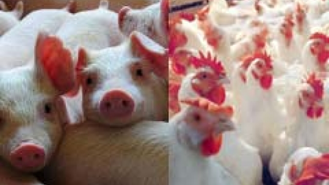Embrapa Suínos e Aves: Custos de produção de frangos de corte caem em agosto; produzir suíno ficou mais caro