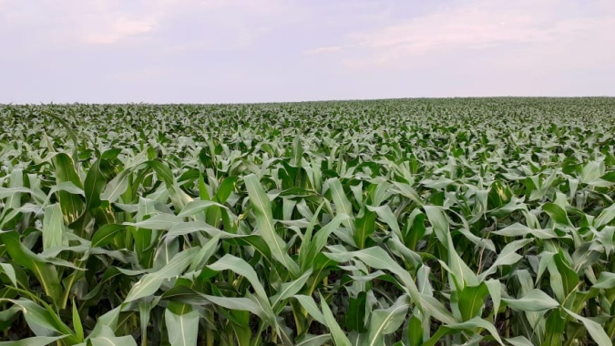 Deral indica que 90% do milho plantado no Paraná estão em boas condições