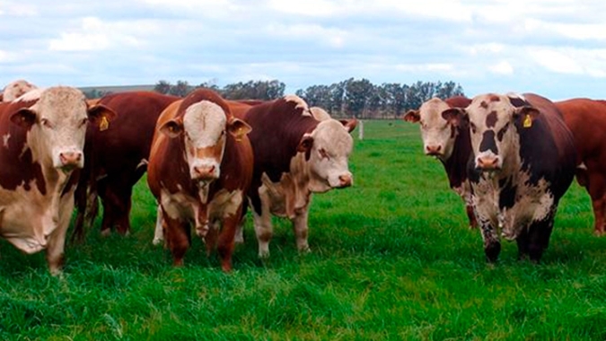 Embrapa Pecuária Sul completa 49 anos com foco na sustentabilidade dos sistemas de produção