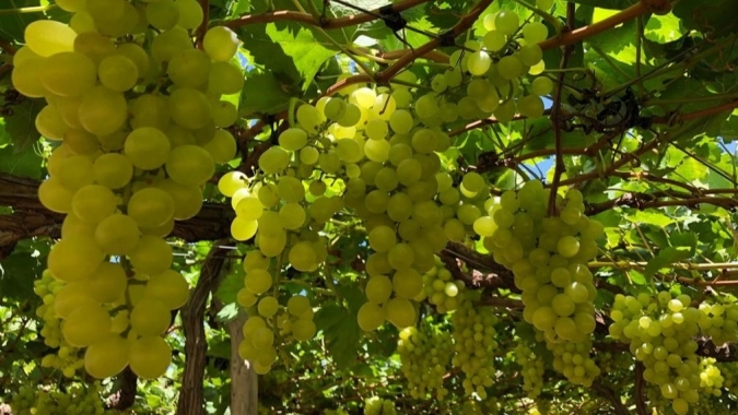 Embrapa apresenta primeira cultivar de uva 100% Nordestina