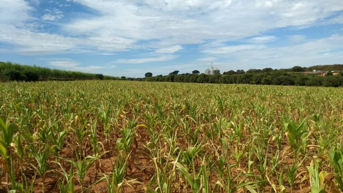 Cresce porcentagem de lavouras avaliadas como ruins no MS, aponta Famasul