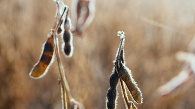 DATAGRO projeta safra de soja da América do Sul em 194,52 mi de t