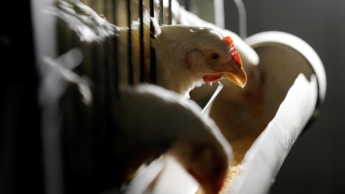 China intensifica retomada de gado e avicultura