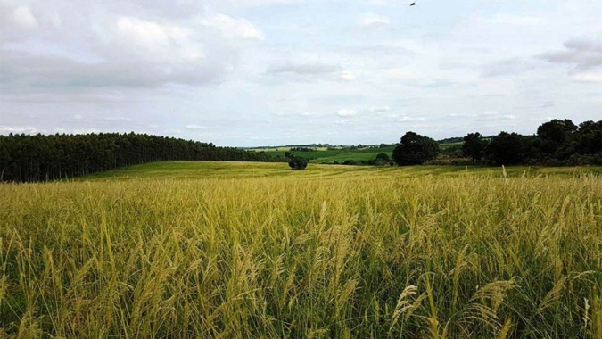 Syngenta registra lucro líquido de US$ 1,45 bilhão em 2019; alta é de 0,2%