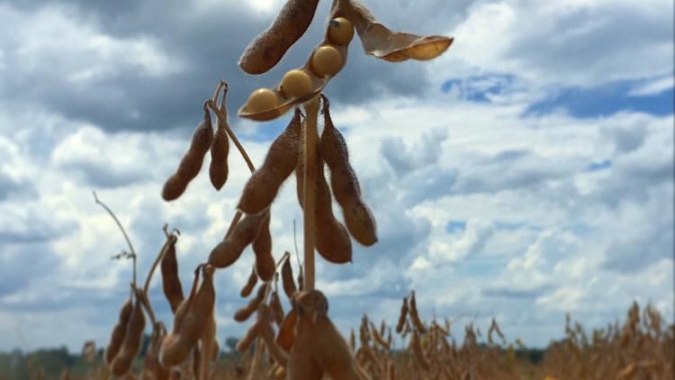 Ijuí/RS já tem quebra de 50% na soja e precisa de chuvas nos próximos 10 dias para não perder toda produção