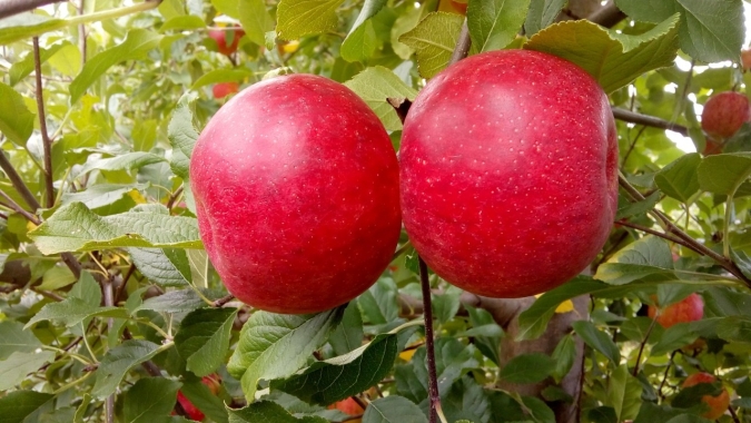 Campo Futuro levanta custos de produção de maçã e avicultura de postura