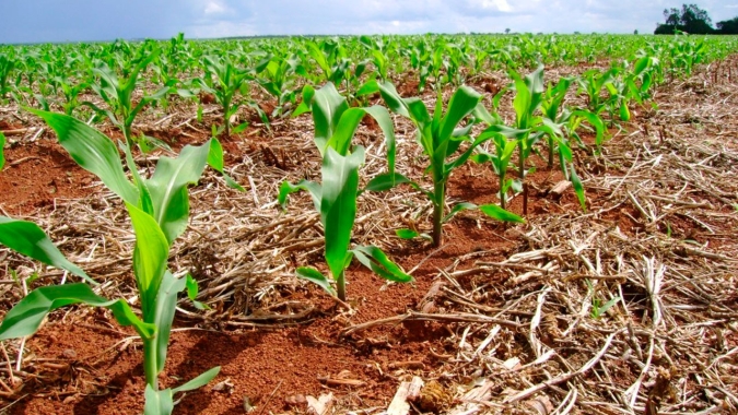 Com plantio de milho mais lento dos últimos 7 anos, Deral espera redução de área em algumas regiões do Paraná