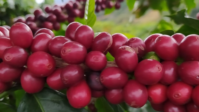 Café: Arábica volta a subir em Nova York apoiada no clima do Brasil e impasses na Colômbia