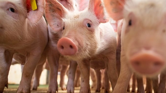 Suínos/Cepea: Com queda no preço, competitividade da carne suína aumenta