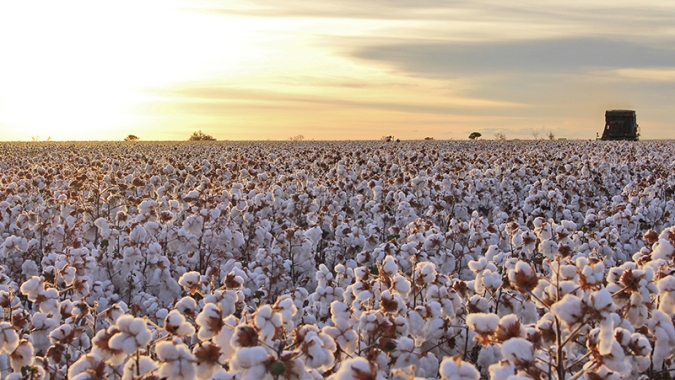 Cepea: ritmo do mercado de algodão em pluma foi bastante lento nas primeiras semanas de abril