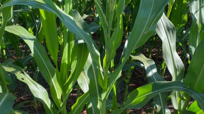 Deral indica danos por granizo e tombamento em parte do milho verão do Paraná