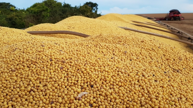 Produtores colhem 25% da área plantada de soja, diz AgRural