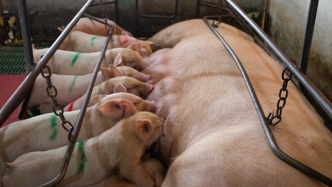 Rebanho de suínos da China está aumentando após a peste suína, mas a oferta de carne suína deve demorar para se recuperar