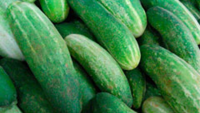 Dia de Campo em Rio Pardo irá abordar manejo da cultura do pepino