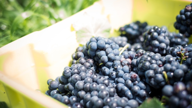 Safra de uvas 2021 é concluída na Vinícola Aurora e volume chega a 90 milhões de quilos