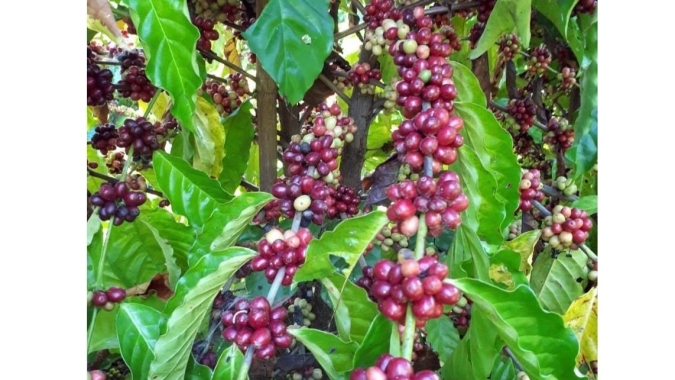 De 20 sacas para 114 por ha: Produtor de café do MT bate recorde de produtividade após boas práticas e tecnologia adequada