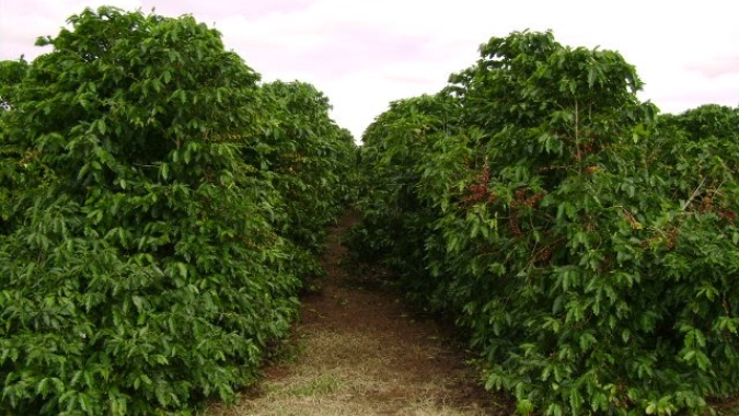 Café: Chuvas voltam ao radar e arábica tem novo dia de baixas em NY