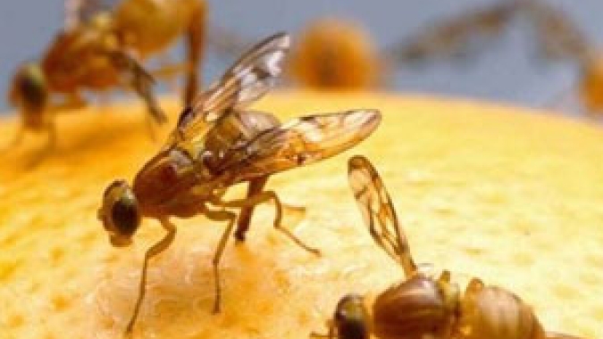 Fruticultura brasileira ganha mais um aliado no combate à mosca das frutas