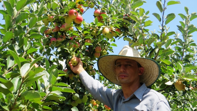 Cultivo de frutas gera renda para agricultores de Encruzilhada do Sul