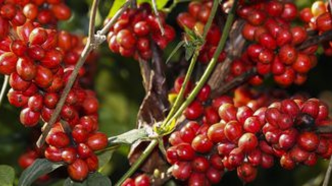 Café arábica cede em NY e o robusta tem altas em Londres no final desta quinta-feira (31)