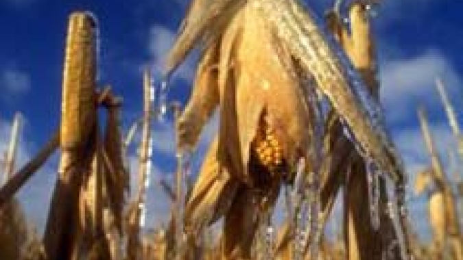 Bônus da PGPAF inclui milho e sorgo entre os produtos contemplados em março