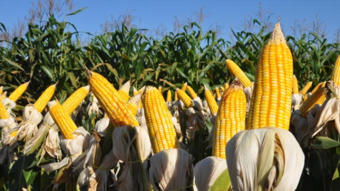 Milho: terça-feira começa com pouco movimento e Chicago aguardando o USDA