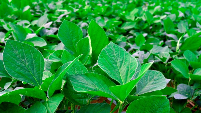 Mato Grosso precisou replantar 300 mil hectares de soja, causando prejuízo aos produtores e queda no potencial produtivo