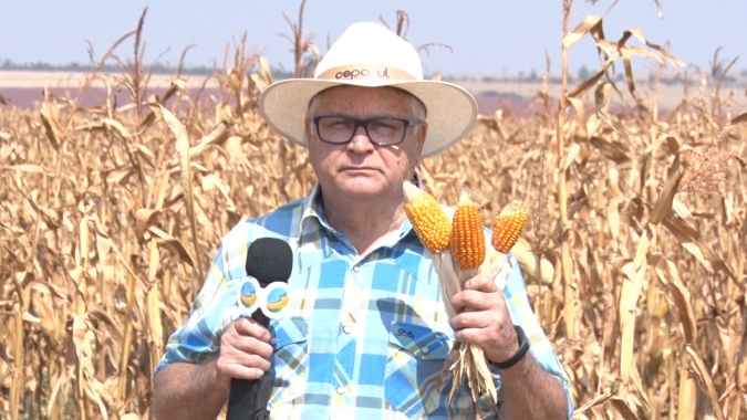 Sul do MS mexe nos solos para evitar colheitas de milho com baixa produtividade