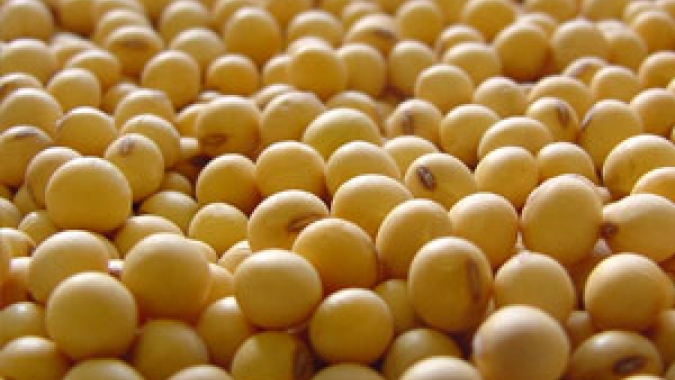 Soja/Cepea: Em meio à baixa liquidez, preços recuam no mercado brasileiro