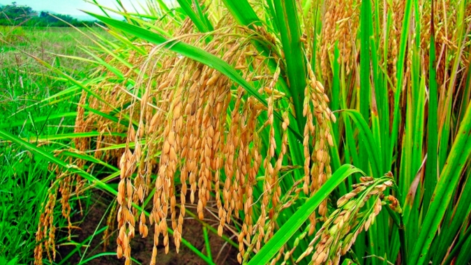 Importância do Brasil na alimentação mundial será tema de debate na Abertura da Colheita do Arroz