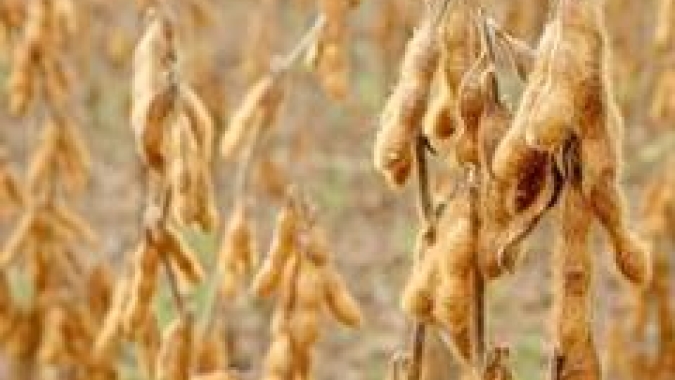 Soja/Cepea: om sojicultor atento ao cenário externo, liquidez cai no BR