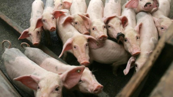 Preços no mercado de suínos fecham a sexta-feira (15) com estabilidades ou cotações em alta