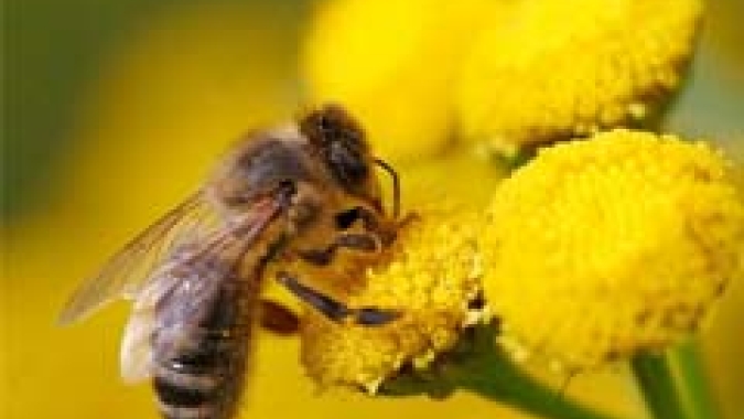 Secretário de Agricultura e Abastecimento do Estado participa de reunião da Câmara Setorial de Produtos Apícolas, em Campinas