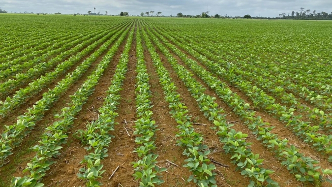 Plantio de soja é finalizado no Rio Grande do Sul, diz Emater