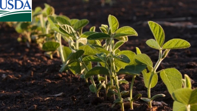 USDA: Plantio da soja alcança 78% e milho tem 73% das lavouras em boas/excelentes condições